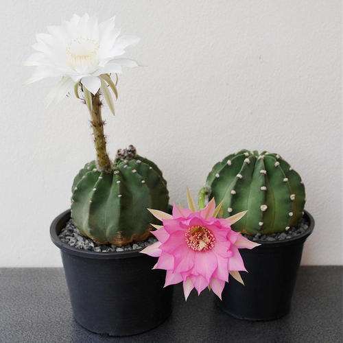 没有长根的仙人球多肉 可以买吗 图片