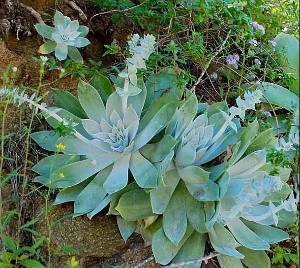 多肉植物为什么要铺面 怎么铺 图片