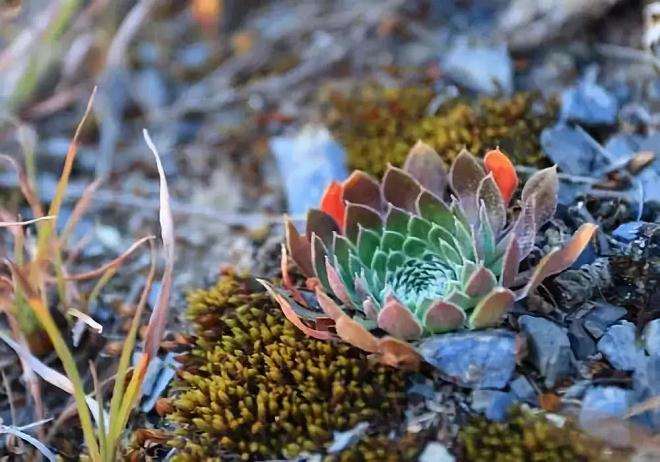 多肉植物为什么要铺面 怎么铺 图片