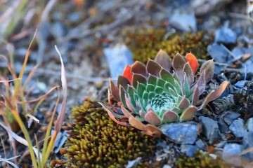 多肉植物为什么要铺面 怎么铺 图片