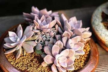 多肉铺面有什么实际作用 怎么铺 图片