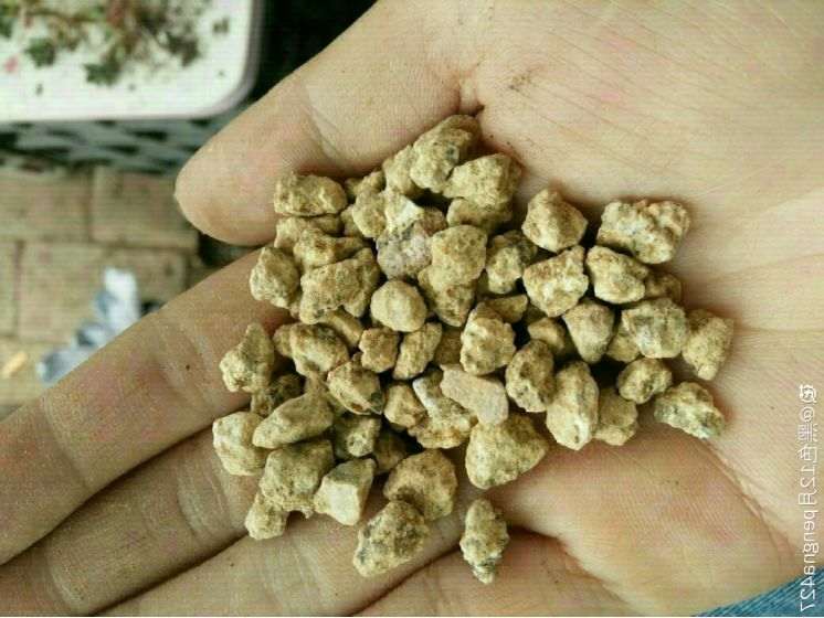 多肉植物用什么铺面比较好 图片