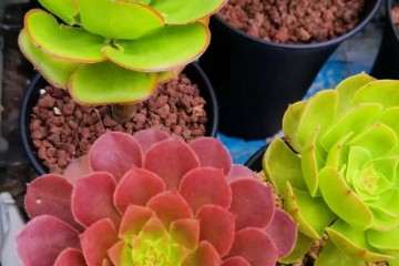 多肉植物如何正确铺面的方法 图片