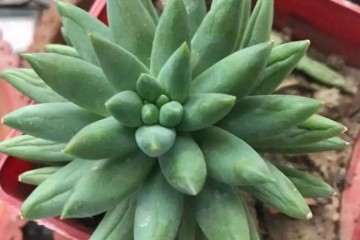 多肉干瘪的2个原因 环境潮湿 根有问题