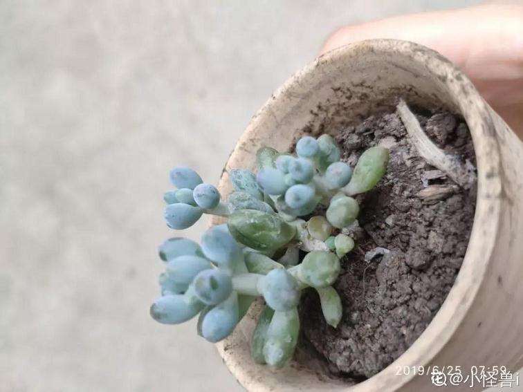 多肉干瘪的2个原因 缺乏光照 施肥过多