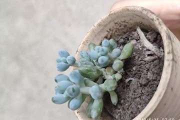 多肉干瘪的2个原因 缺乏光照 施肥过多