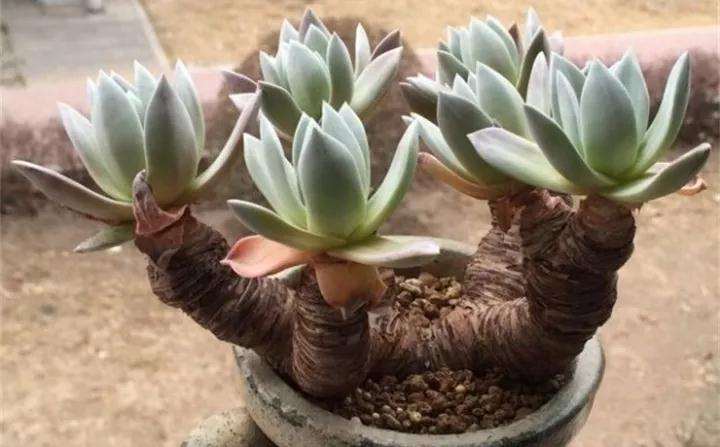 如何分辨徒长的多肉老桩 图片