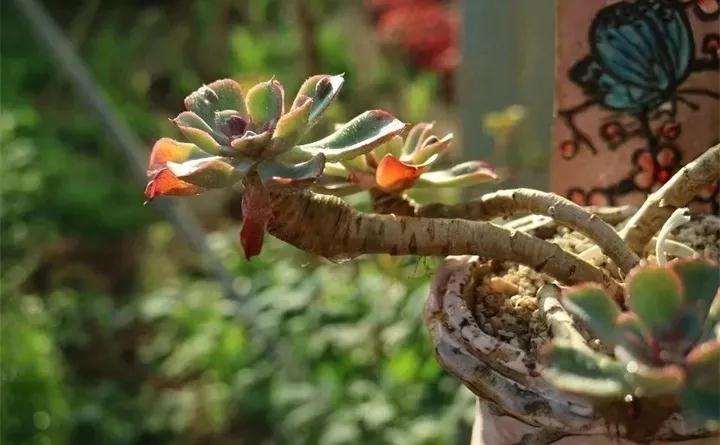 如何分辨徒长的多肉老桩 图片