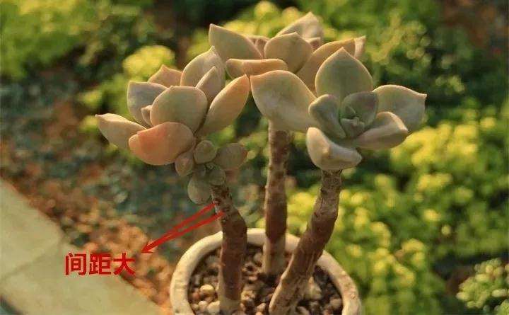 如何分辨徒长的多肉老桩 图片