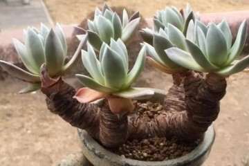 如何分辨徒长的多肉老桩 图片