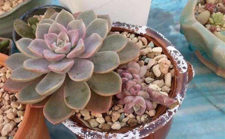 如何把徒长的多肉 养成老桩的方法