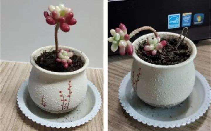 如何把徒长的多肉 养成老桩的方法