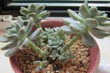 如何把徒长的多肉 养成老桩的方法