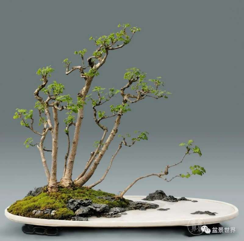 山东青年盆景艺术家 张志刚 图片