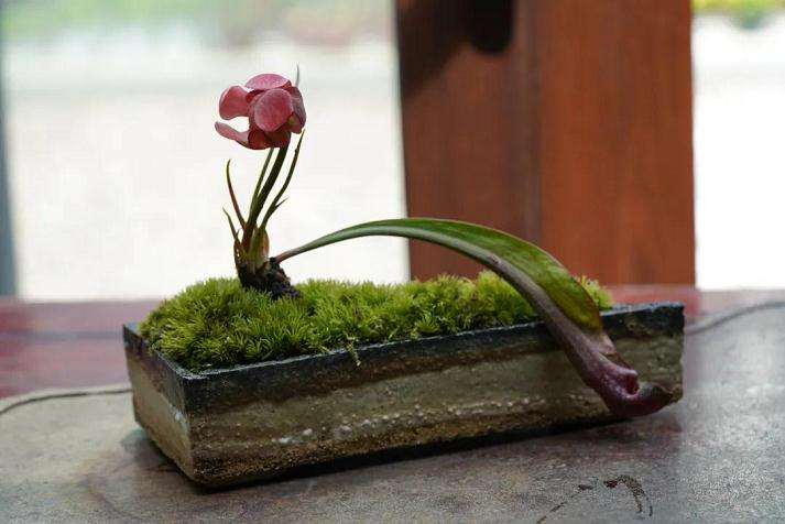 第六届山野草盆景展在上海植物园举行