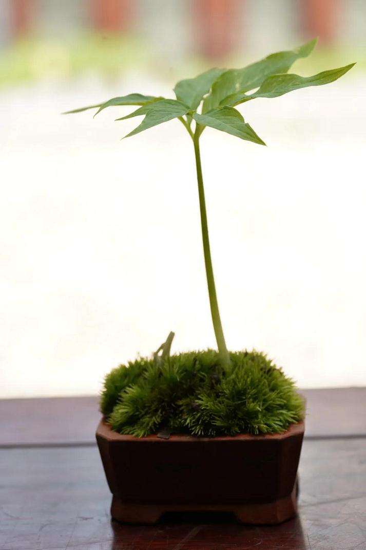 第六届山野草盆景展在上海植物园举行