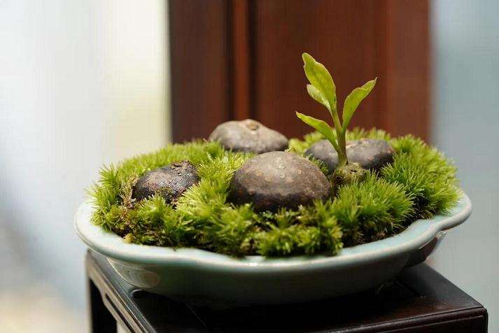 第六届山野草盆景展在上海植物园举行