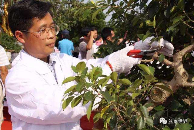 图解 广西盆景大师谈 怎么嫁接的方法