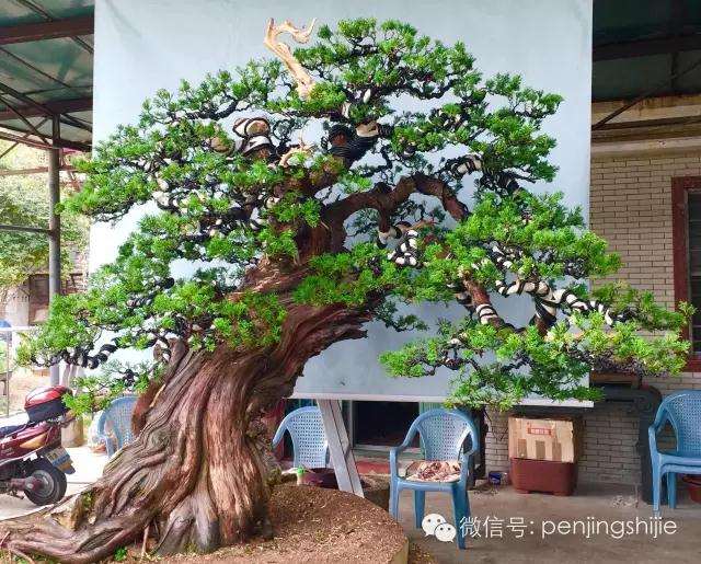 图解 广西盆景大师谈 怎么嫁接的方法