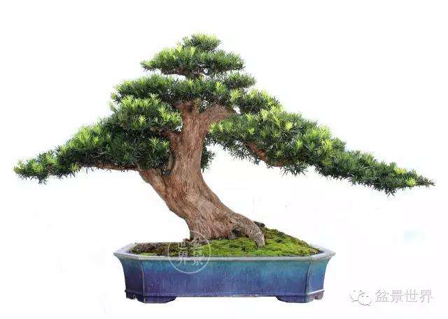 图解 广西盆景大师谈 怎么嫁接的方法