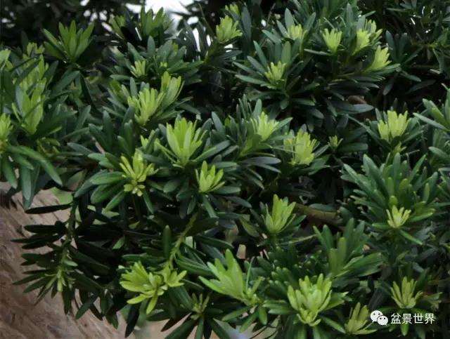 图解 广西盆景大师谈 怎么嫁接的方法