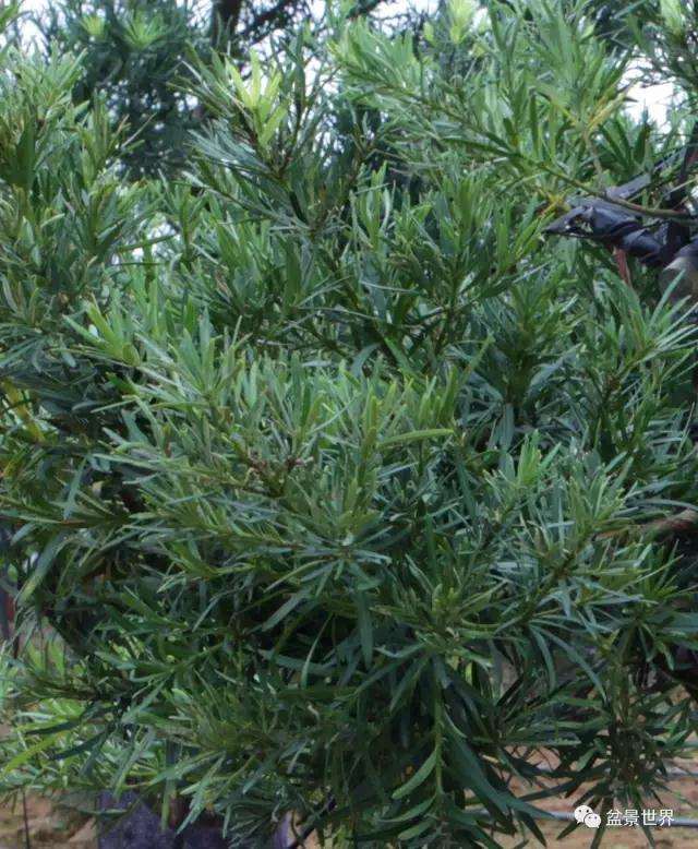 图解 广西盆景大师谈 怎么嫁接的方法