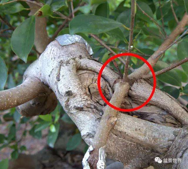 图解 广西盆景大师谈 怎么嫁接的方法