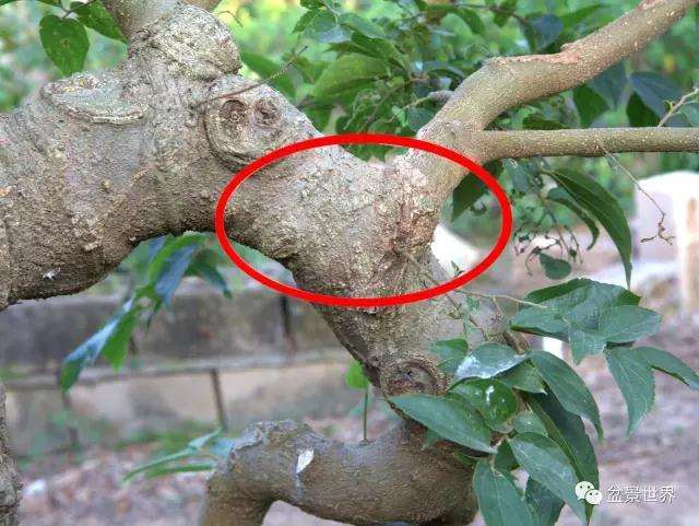 图解 广西盆景大师谈 怎么嫁接的方法