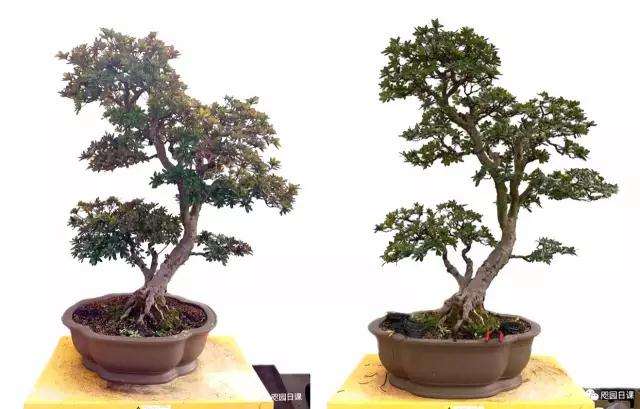 杜鹃盆景怎么整理