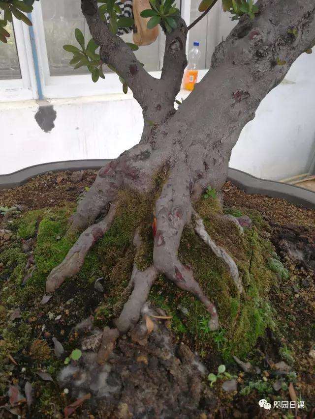 杜鹃盆景怎么整理