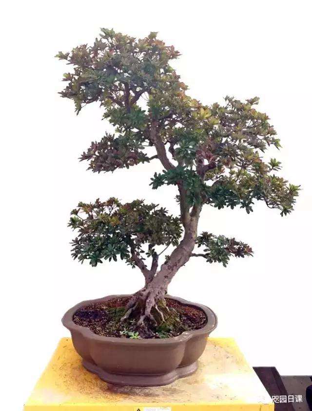 杜鹃盆景怎么整理