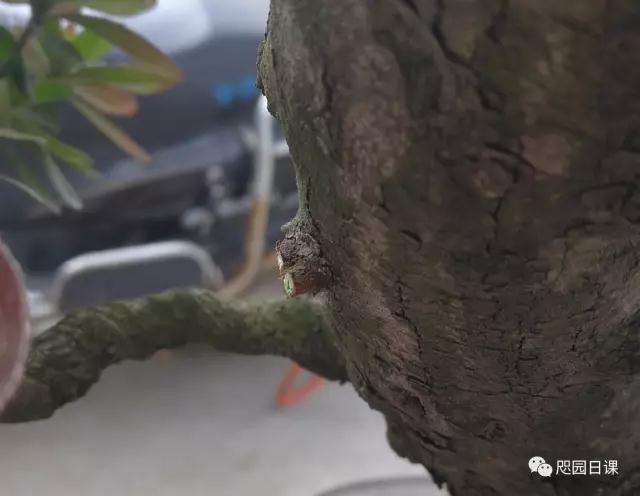 杜鹃盆景怎么整理