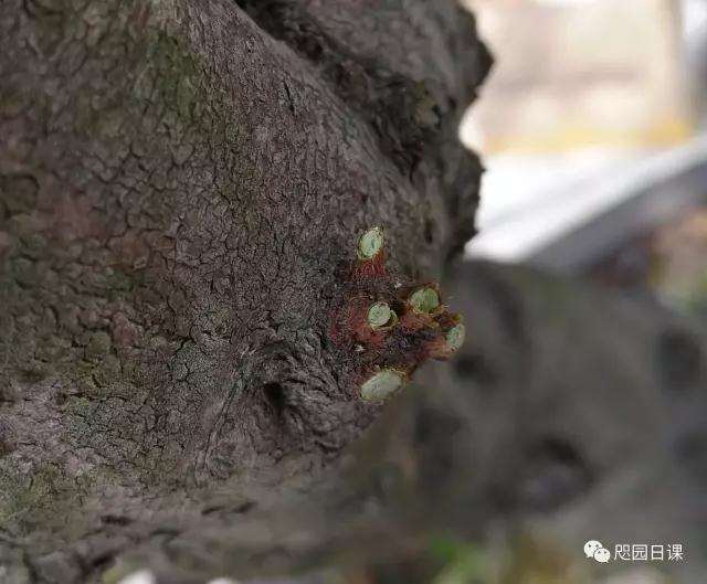 杜鹃盆景怎么整理