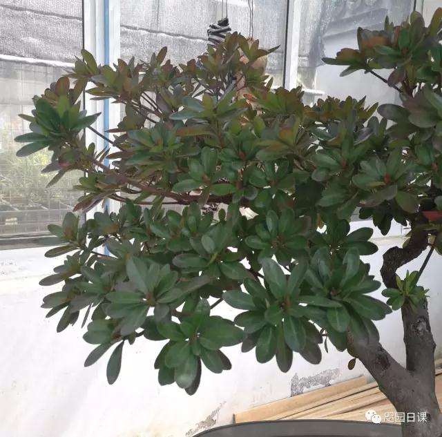 杜鹃盆景怎么整理