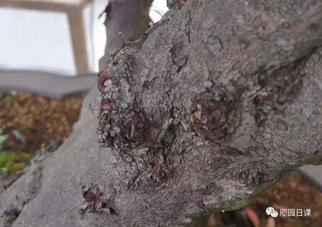 杜鹃盆景怎么整理