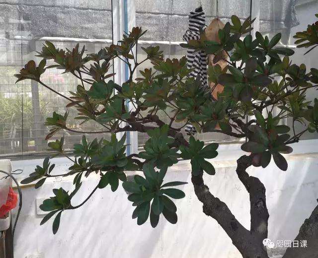 杜鹃盆景怎么整理