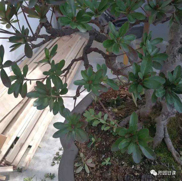 杜鹃盆景怎么整理