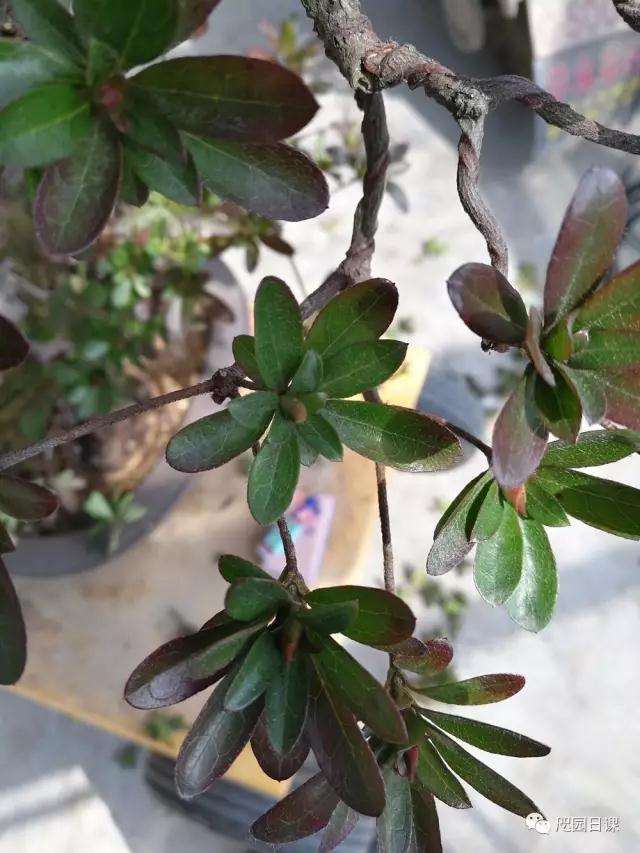 杜鹃盆景怎么整理