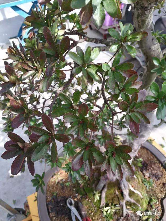 杜鹃盆景怎么整理