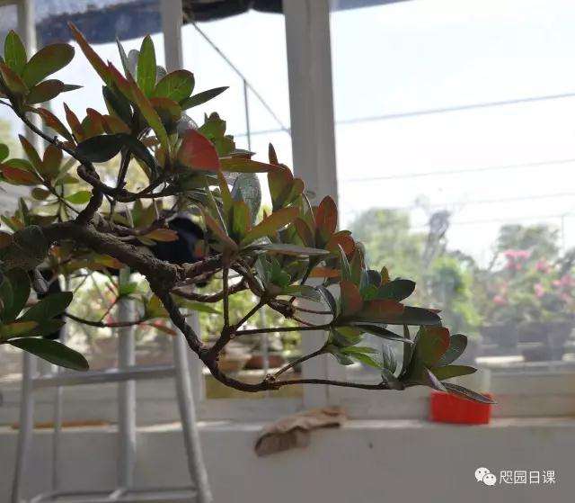 杜鹃盆景怎么整理