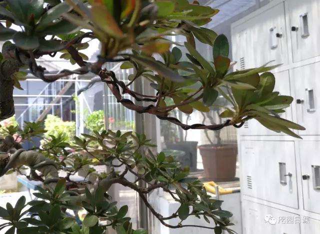 杜鹃盆景怎么整理