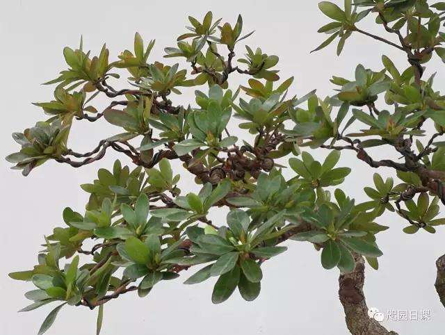 杜鹃盆景怎么整理