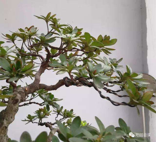 杜鹃盆景怎么整理