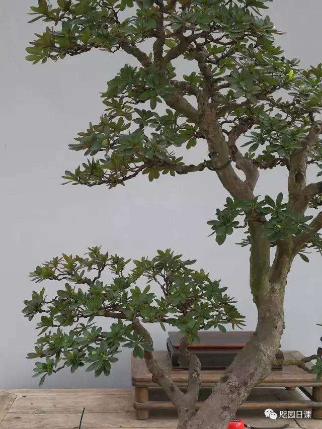 杜鹃盆景怎么整理