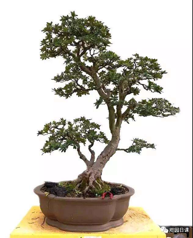 杜鹃盆景怎么整理