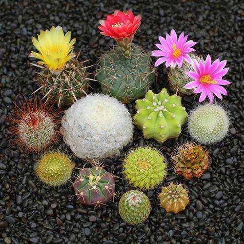 网购多肉有什么注意事项 图片