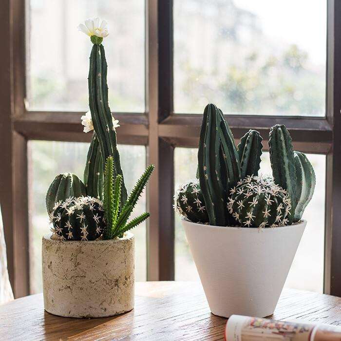 网购多肉有什么注意事项 图片