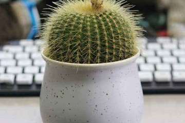 怎么照料多肉植物的4个方法 图片