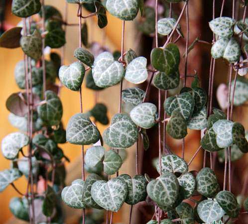 爱之蔓多肉怎么选花盆配土的方法