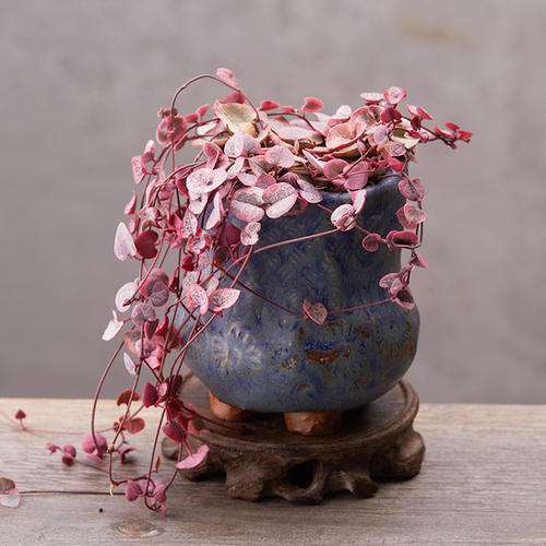 爱之蔓多肉怎么选花盆配土的方法